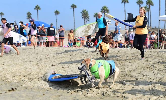 대회에 참가한 강아지가 자신의 서프 보드를 물고 바다로 달려가고 있다. AFP=연합뉴스