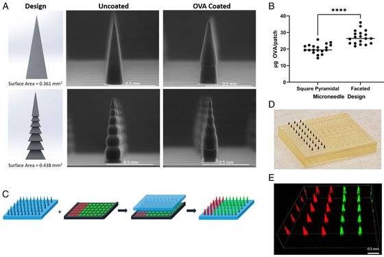 '백신패치' 작동원리. [사진 PNAS 캡처]