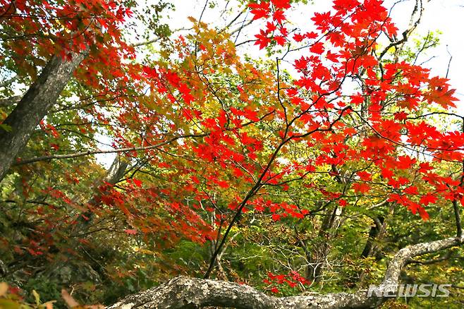 [양양=뉴시스] 김경목 기자 = 26일 오후 강원도 양양군 설악산 국립공원 남설악 탐방로에서 빨갛게 물드는 단풍이 보인다. 올해 단풍은 온난화의 요인으로 예년보다 늦게 물들기 시작했다. 2021.09.26. photo31@newsis.com