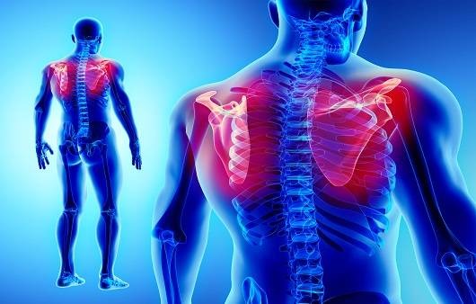 날개뼈는 팔을 움직이는데 꼭 필요한 뼈다