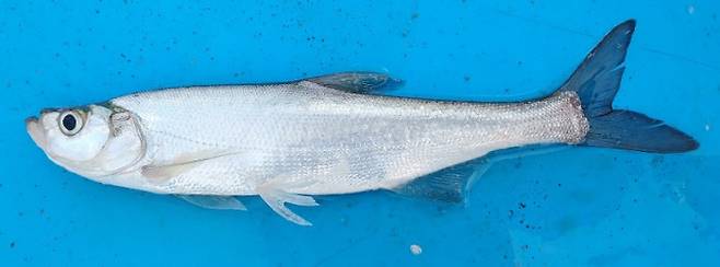 유해어종 강준치. 충청남도 제공