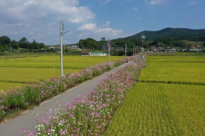 [보성=뉴시스] 전남 보성군 보성읍 두슬마을 진입로 양쪽에 활짝 핀 코스모스. 진입로 옆 벼가 황금빛으로 물들어 가고 있다.(사진 제공 = 보성군) *재판매 및 DB 금지