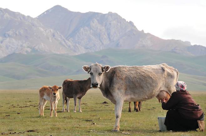 주인아주머니가 어미 소의 젖에서 우유를 짜고 있다.