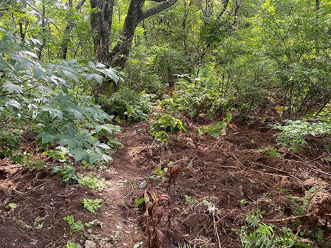 멧돼지들이 파헤친 흔적, 등로가 사라졌다