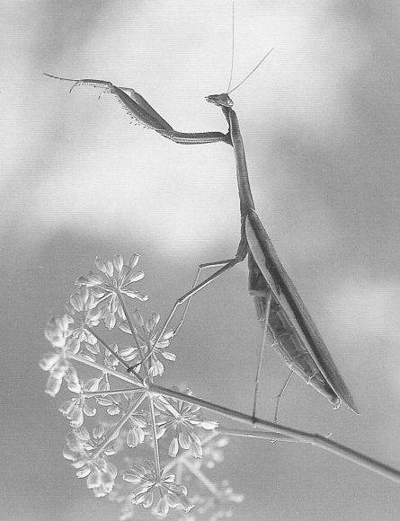 이순흥의 곤충사진.[사진출처=의학의 선구자]