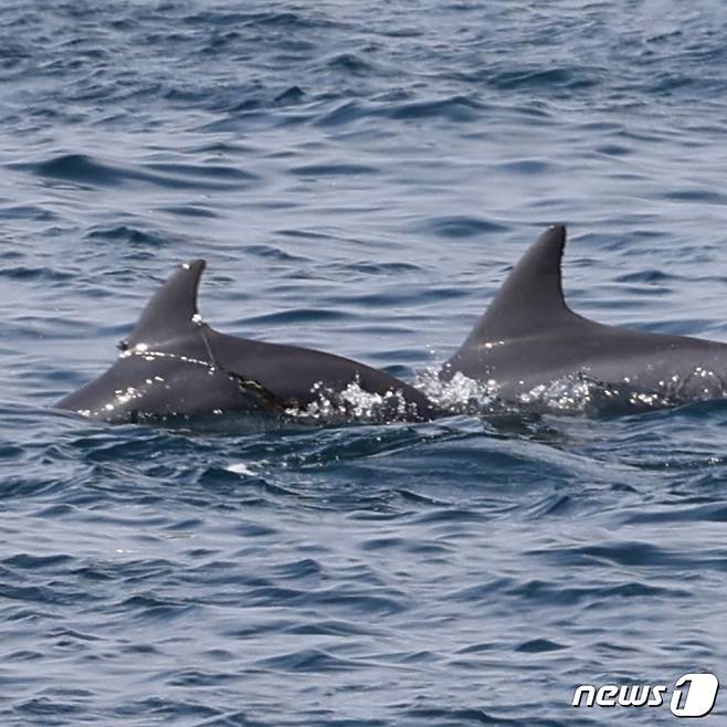 28일 오전 제주 대정읍 해상에서 지느러미에 낚시줄이 걸린 남방큰돌고래가 발견됐다.(핫핑크돌핀스 제공) 2021.9.28/뉴스1© News1