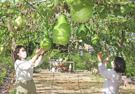 남산마을 조롱박 [이미지출처=산청군]