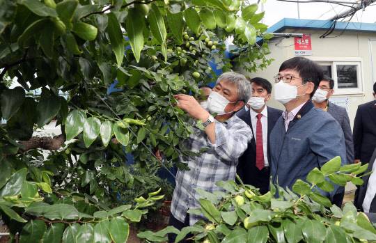 28일 이원택 민주당 의원에 따르면 농작물재해보험 가입률이 일부 품목에서 20%를 밑도는 등 저조한 것으로 나타났다. 허태웅 농촌진흥청장이 31일 충북 보은군에 위치한 시설대추 재배농가를 방문해 현장을 살펴보고 있다. 연합뉴스.