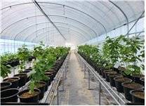 트러플 접종묘 순화재배 모습