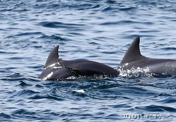 28일 오전 제주 대정읍 해상에서 지느러미에 낚시줄이 걸린 남방큰돌고래가 발견됐다. [핫핑크돌핀스 제공]