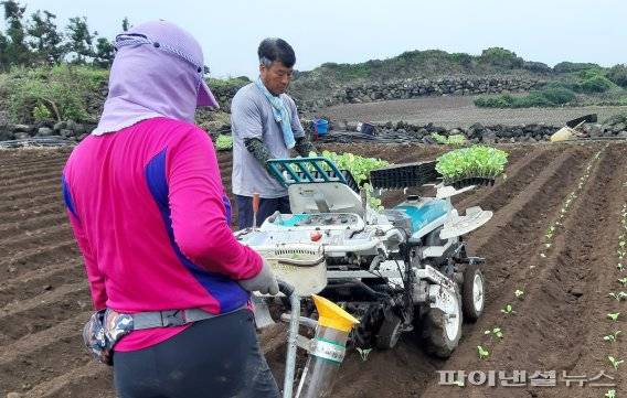 양배추 정식작업 [제주도 농업기술원 제공] /사진=fnDB
