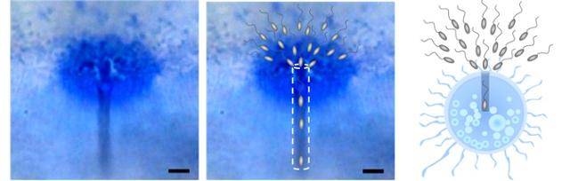 자생 송사리의 정자가 알 내부의 직선형 생체통로를 이동하고 있다(왼쪽부터 1, 2번 사진). 마지막 사진은 자생 송사리 알 내부의 생체통로 모식도다. 운동능력이 가장 우수한 하나의 정자가 송사리 알 내부의 생체통로를 통해 마지막까지 이동한 뒤 알의 중심부에서 수정된다. 국립생물자원관 제공