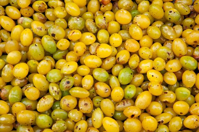 은행 속에는 독성물질이 들어있어 성인은 하루 10개 이하, 어린이는 2~3개 정도만 섭취하는 것이 안전하다./사진=클립아트코리아