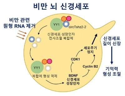 비만이 기억 형성을 저해한다는 내용의 모식도. / 출처=전남대 제공