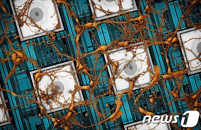 (서울=뉴스1) = 삼성전자는 함돈희 종합기술원 펠로우 겸 하버드대 교수, 박홍근 하버드대 교수, 황성우 삼성SDS 사장, 김기남 삼성전자 부회장이 집필한 뉴로모픽 주제 논문이 세계적인 학술지 '네이처 일렉트로닉스(Nature Electronics)에 게재됐다고 26일 밝혔다.삼성전자 논문 이미지. (삼성전자 제공)2021.9.26/뉴스1