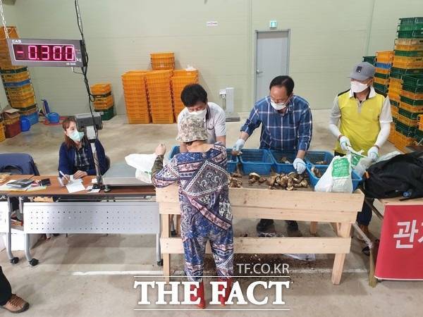 청송군산림조합 조승래 전무가 송이를 선별하고 있다/청송=이민 기자