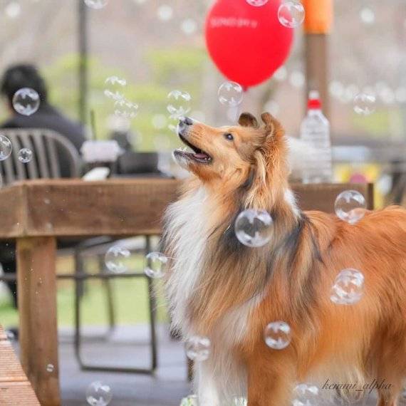 소노펫클럽앤리조트 /사진=소노펫클럽앤리조트