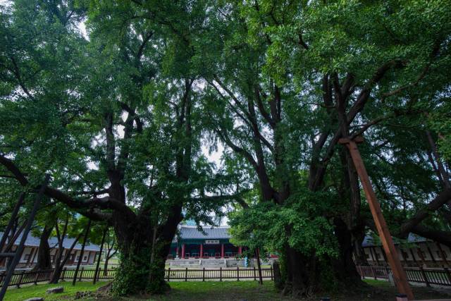 조선 유생들의 기숙사 역할을 했던 명륜당 좌우에 자리한 동재와 서재.