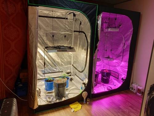 자신의 집 안방에서 대마초를 기른 30대 외국인이 세관당국에 붙잡혔다. 사진은 A씨가 자신의 집에서 재배한 대마초./인천세관 제공