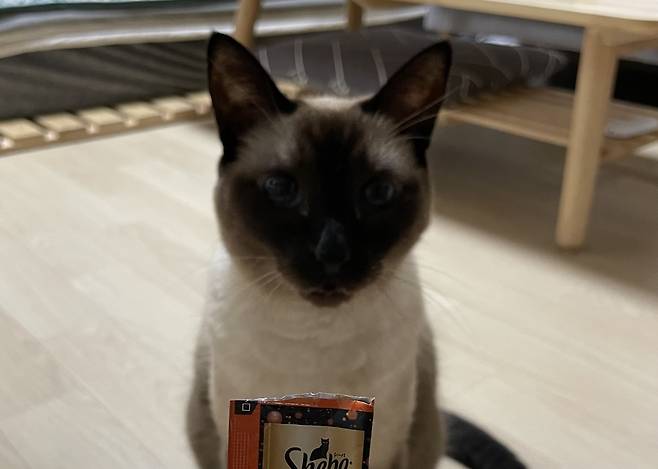 직장인 한모씨가 키우는 7살 반려묘 '춘심이' [한씨 제공. 재판매 및 DB 금지]