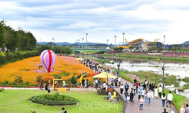 장성 황룡강 노란꽃잔치