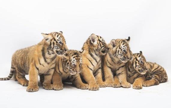 에버랜드 아기 한국호랑이 5남매 /사진=삼성물산