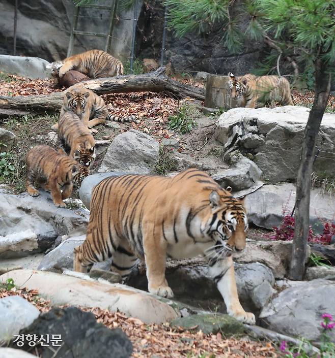 경기 용인시 에버랜드 동물원에서 30일 생후 100일을 앞둔 한국호랑이 5남매를 공개했다. 온라인 투표로 결정된 이름은 아름, 다운, 우리, 나라, 강산이다. /강윤중 기자