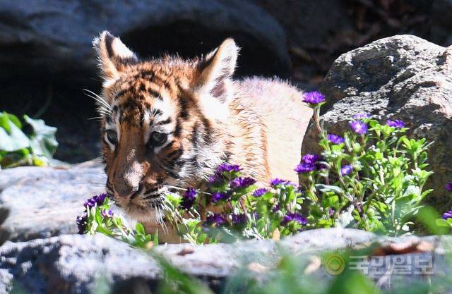 "꽃이 예뻐 내가 예뻐?"