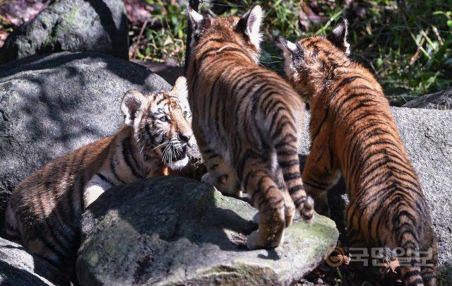 아기 호랑이들이 정답게 시간을 보내고 있다.