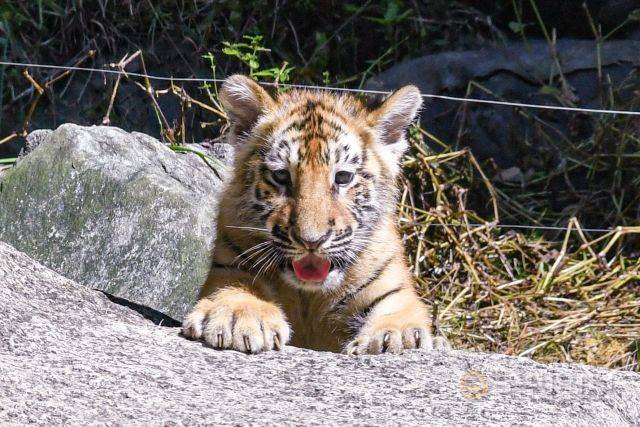 "김치" 아기 호랑이가 혀를 내민 채 포즈를 취하고 있다.