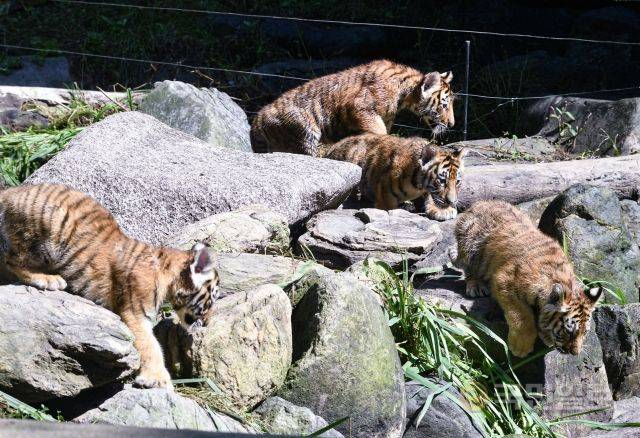 30일 경기도 용인시 에버랜드 동물원에서 아기 한국호랑이 5남매(아름·다운·우리·나라·강산)가 언론에 공개되고 있다.
