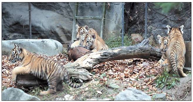 에버랜드가 지난 6월 27일 태어난 한국호랑이 오둥이를 생후 100일을 나흘 앞둔 30일 경기도 용인 에버랜드 동물원에서 처음 공개했다. 오둥이의 이름은 ‘아름·다운·우리·나라·강산’이다. [연합]