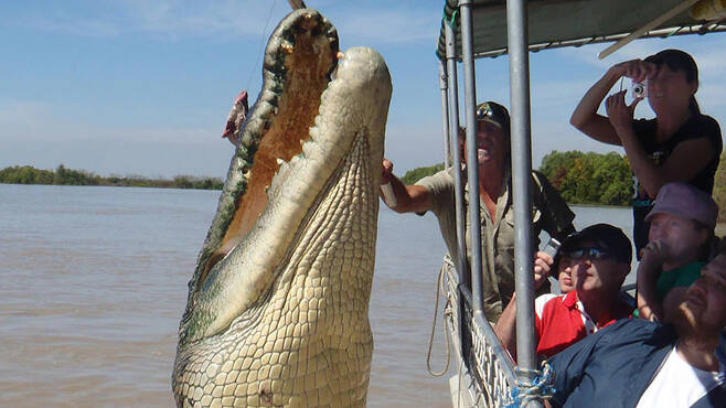 몸길이 5.5m짜리 거대 악어 브루투스는 비교적 점잖은 성격을 지닌 것으로 알려졌다.