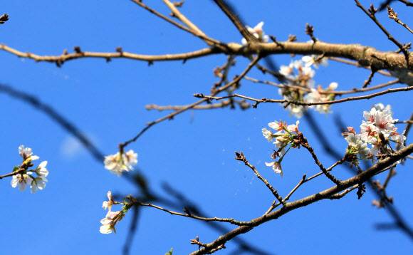 가을에 핀 벚꽃 - 29일 오전 제주시 오라동의 주택가에 벚꽃이 피어 눈길을 끌고 있다. 2021.9.29 연합뉴스