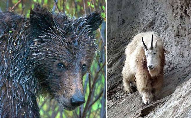 산양 뿔에 찔려 죽은 회색곰, 캐나다서 발견…포식자가 피식자에 당했다(사진=캐나다 국립공원 관리국)