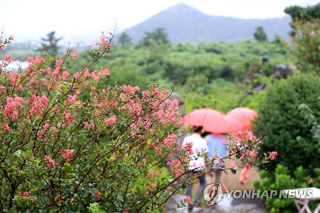 비 내리는 제주 [연합뉴스 자료사진]