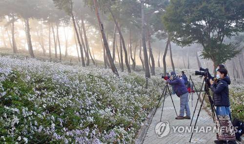 정읍 구절초 테마공원 [연합뉴스 자료사진]