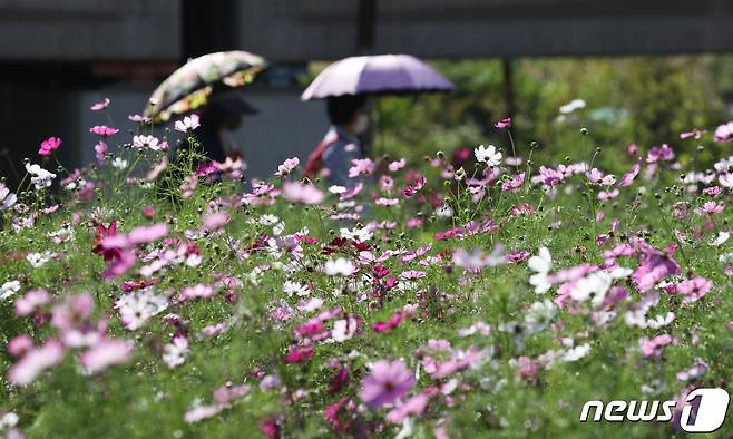 선선한 가을 날씨를 보인 30일 오후 경기도 오산시 오산대역 인근에 조성된 꽃밭에 코스모스가 활짝 피어있다. 2021.9.30/뉴스1 © News1 김영운 기자