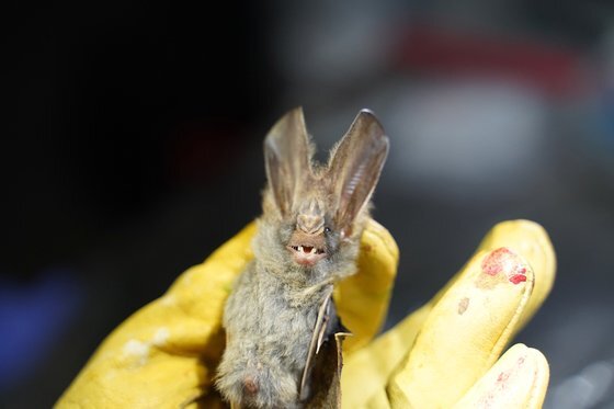 파스퇴르 연구소의 연구원이 지난 8월 캄보디아에서 포획한 박쥐를 잡고 있다. 연합뉴스