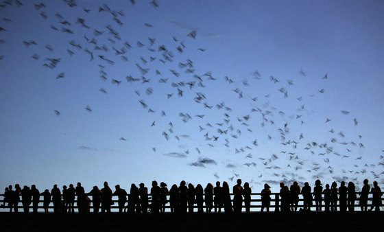 미국 텍사스 주 오스틴의 콩그레스 애비뉴 다리에 모여 있는 관광객과 지역 주민들이 약 150만 마리의 멕시코큰꼬리박쥐 무리가 하늘로 날아오르는 것을 지켜보고 있다. 연합뉴스