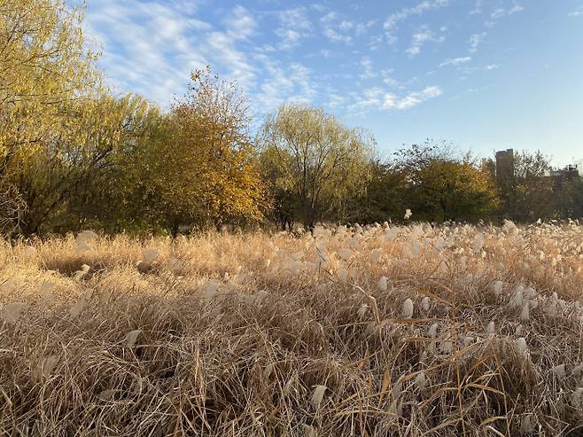 가을이면 색강 생태공원의 억새와 갈대밭이 운치를 더 한다. 사회적협동조합 한강 제공