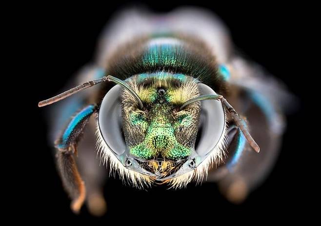 어리호박벌  [James Dorey, Flinders University - Yale University 제공/ 재판매 및 DB 금지]