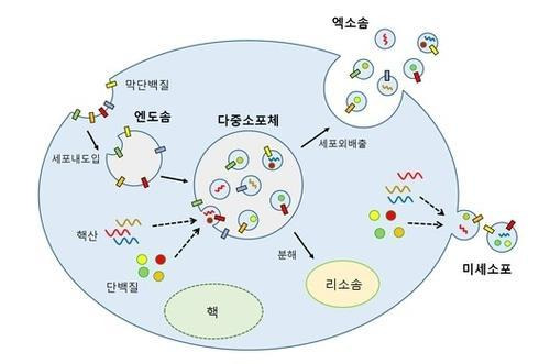 엑소좀의 생성 과정 [한국 분자세포 생물학회 제공/ 재판매 및 DB 금지]