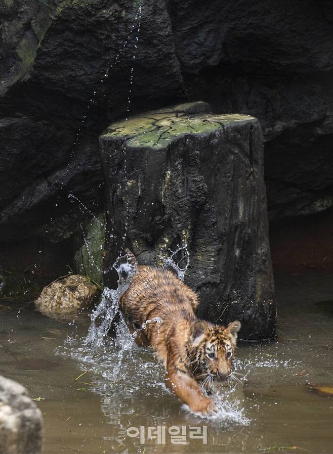 에버랜드 한국호랑이 오둥이(사진=에버랜드)