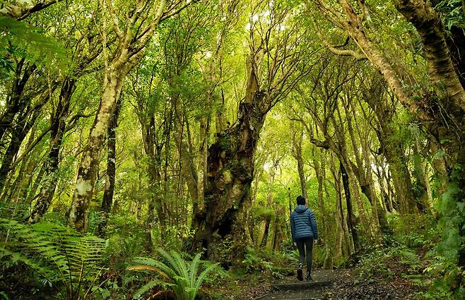 뉴질랜드 남섬의 리버턴 지역의 모레스 자연 보호구(Mores Scenic Reserve)ⓒOcean Mead