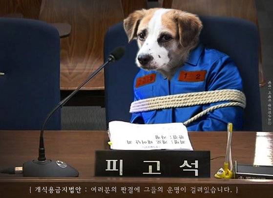 대선주자들은 앞다퉈 개 식용 금지와 반려동물 거래 금지 공약을 내놓고 있지만 법제화 전망이 밝지 만은 않다. 이제석 광고연구소 제공