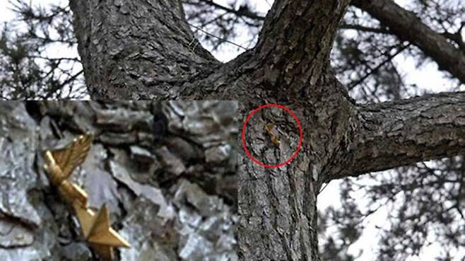 북한군 방사포 피탄 충격에 날아가 소나무에 박힌 고 서정우 해병의 정모 앵카