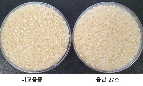 충남 농기원, 신품종 벼 충남 26·27호 개발 [충남도 제공. 재판매 및 DB 금지]