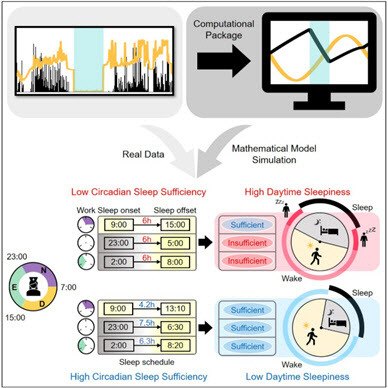웨어러블 장치로 측정된 교대 근무자들의 수면 패턴 (좌)을 수리모델 (우)로 분석하여 높은 주간 졸림증 (High Daytime sleepiness)와 낮은 주간 졸림증 (Low Daytime sleepiness)를 유발하는 수면 패턴을 밝혀냈다.