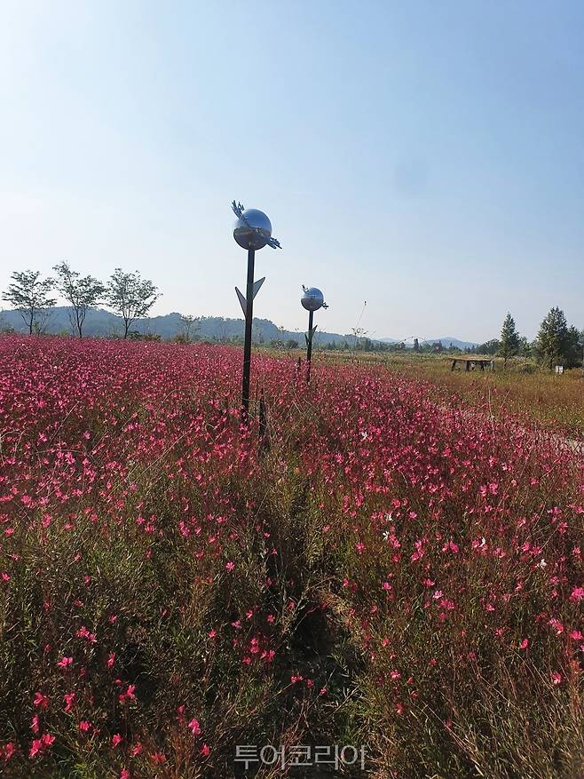 핑크빛 나비바늘꽃 활짝 피어난 '익산 용안생태습지'